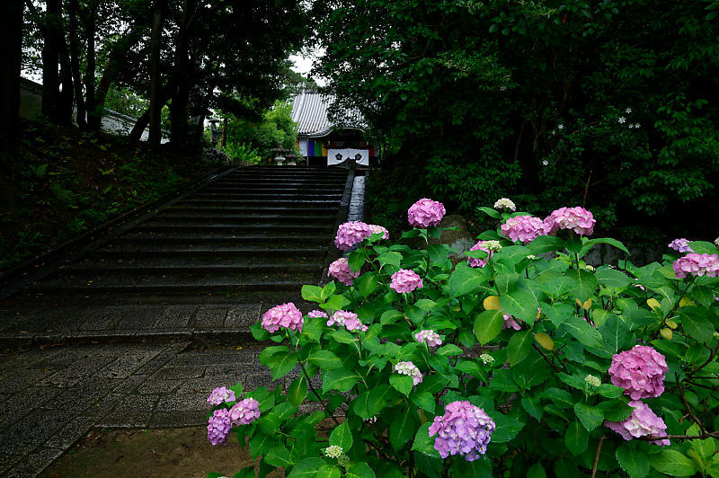 紫陽花@智積院_f0032011_20162019.jpg