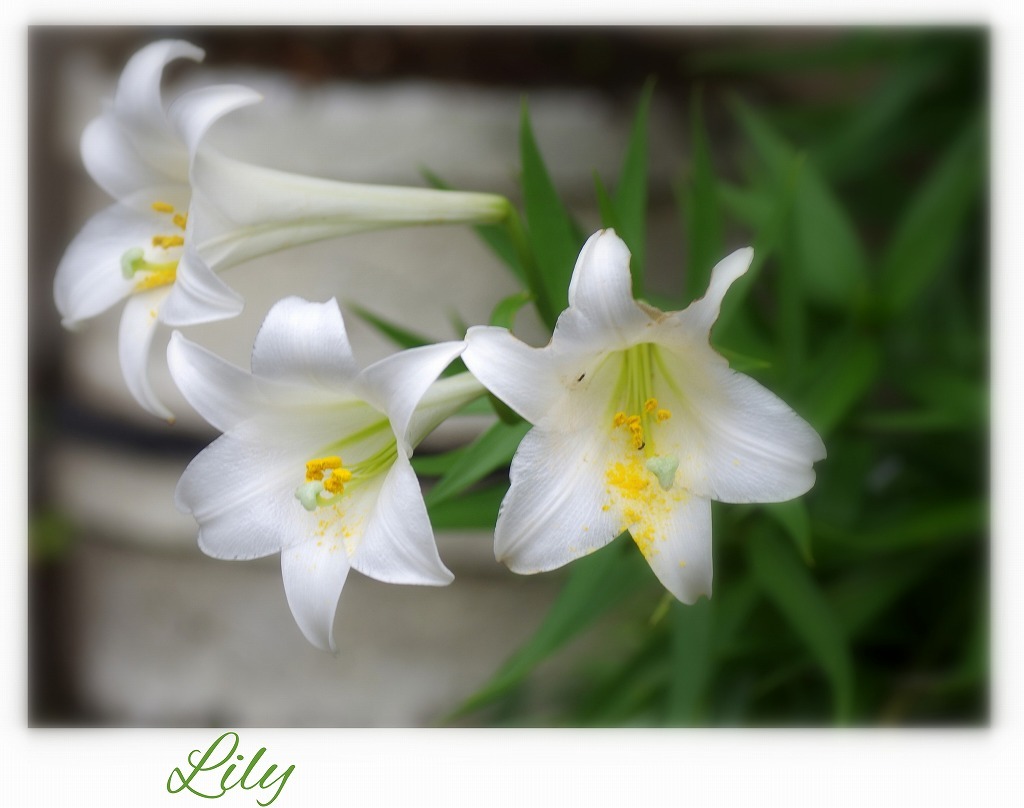 白百合 花ありて 日々
