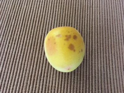 2020梅干し(塩漬け)_f0369014_09172915.jpeg