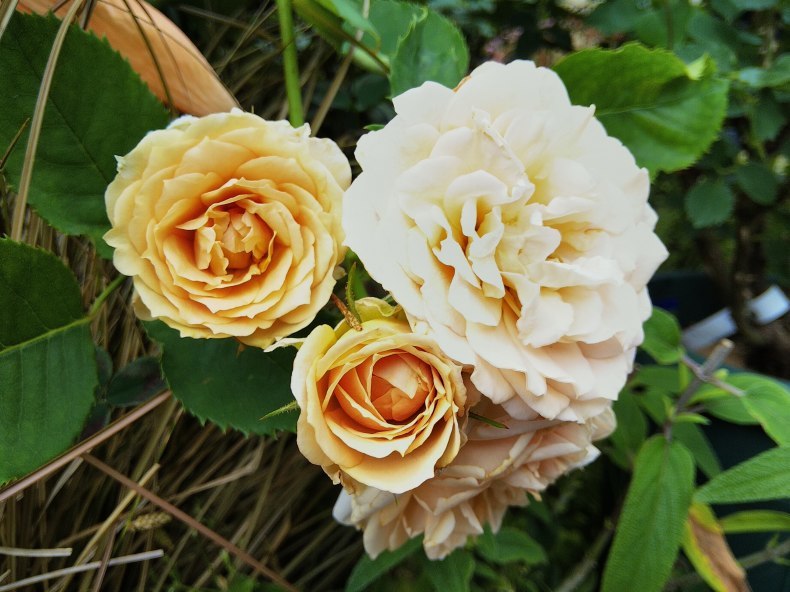 いおりなど2番花 らっきょうの甘酢漬けの話 小庭の園芸日記