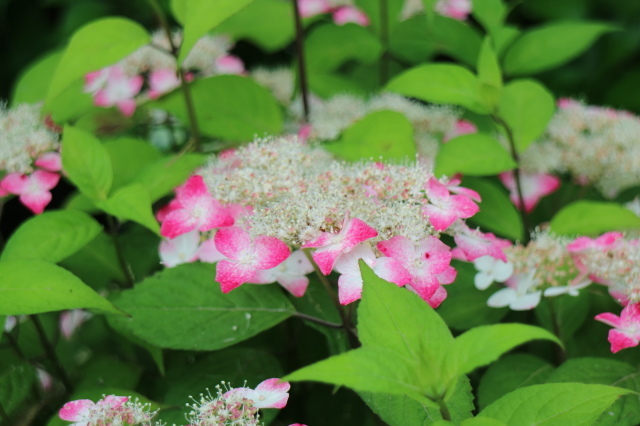 夏の花が咲いて来ました～♪_e0397815_23533652.jpg