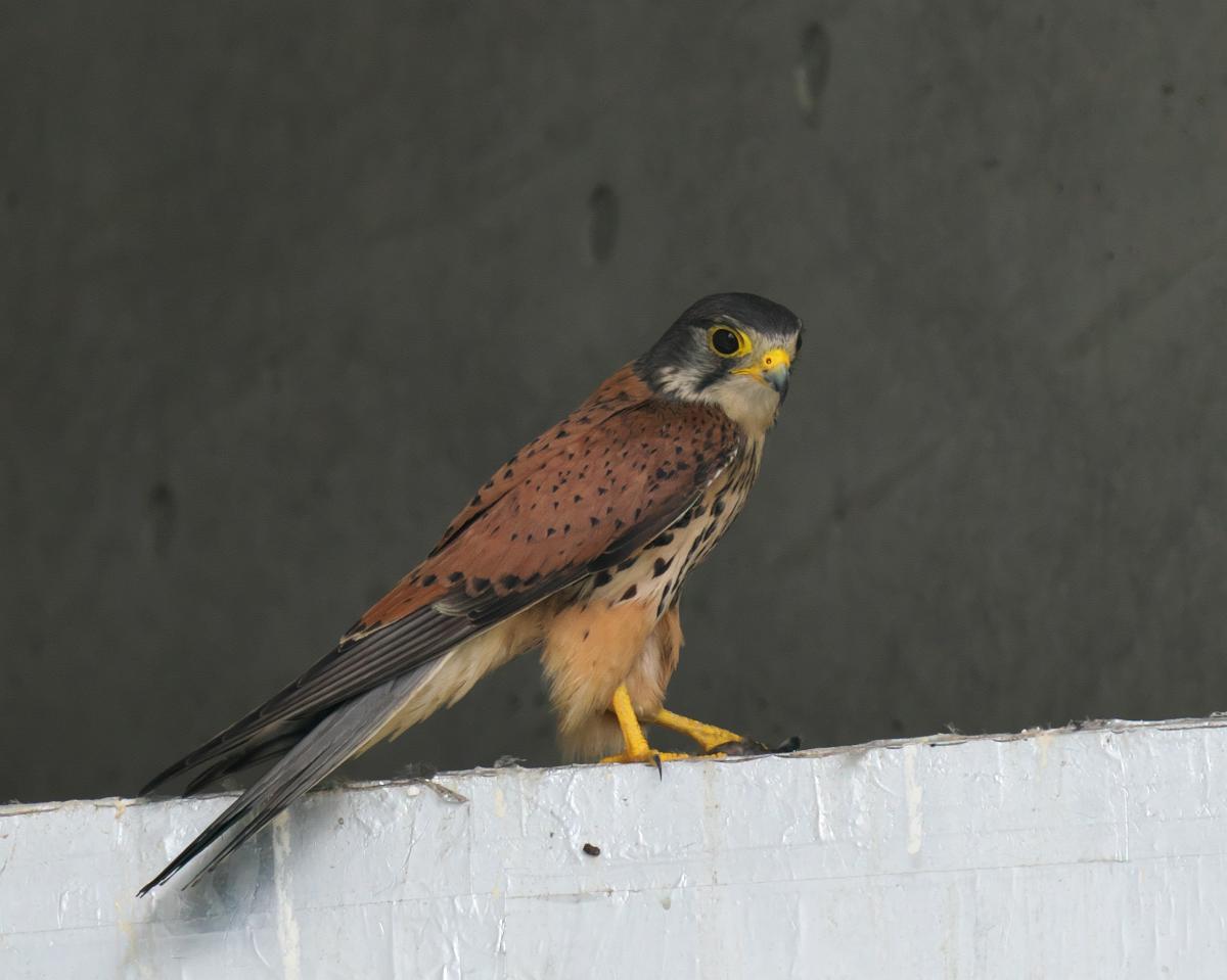 チョウゲンボウの初撮り まほ 写真俳句