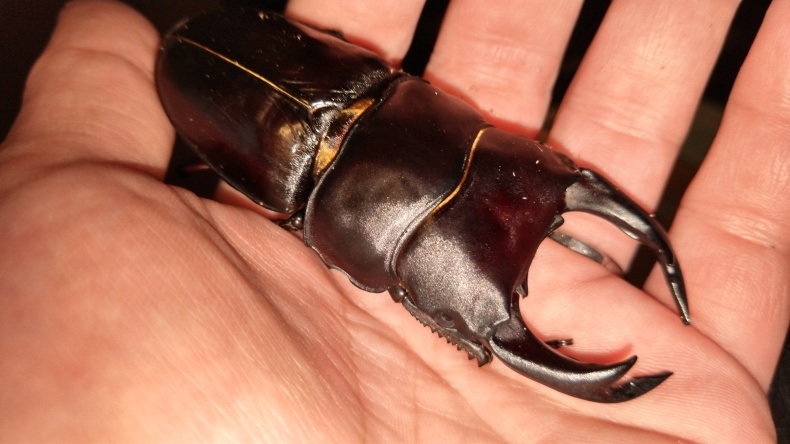 オオクワ羽化 Fatal Furyのクワガタ カブトムシ オオクワ羽化 Fatal Furyのクワガタ カブトムシ