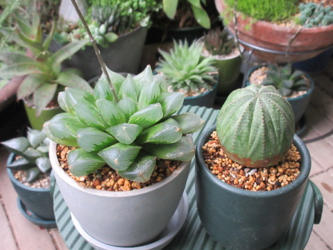 ハオルチア エンペラー の植え替え あるまじろの庭 ハオルチア エンペラー の植え替え あるまじろの庭