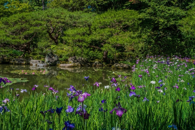 平安神宮の花菖蒲_e0363038_11202928.jpg