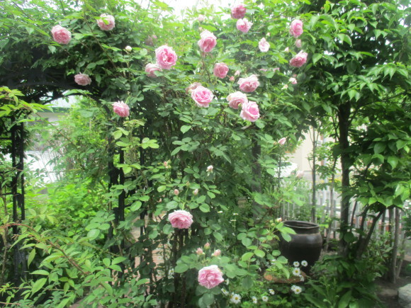 薔薇が少しづつ咲きだした~(^^♪_a0279743_10041458.jpg