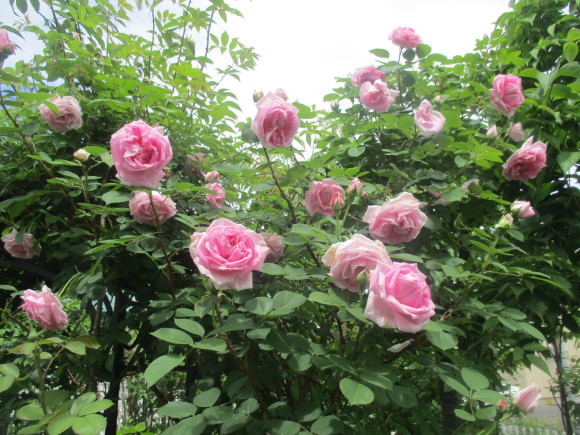薔薇が少しづつ咲きだした~(^^♪_a0279743_10043374.jpg