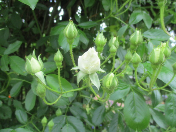 薔薇が少しづつ咲きだした~(^^♪_a0279743_10093373.jpg
