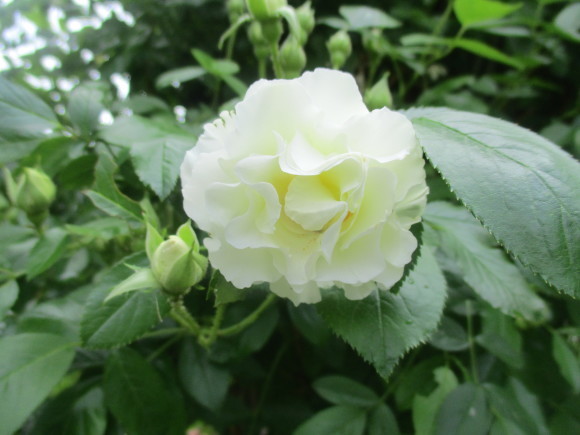 薔薇が少しづつ咲きだした~(^^♪_a0279743_10100036.jpg