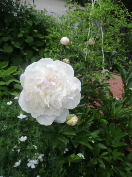 薔薇が少しづつ咲きだした~(^^♪_a0279743_10140155.jpg