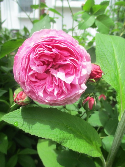 薔薇が少しづつ咲きだした~(^^♪_a0279743_10455303.jpg