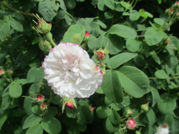 薔薇が少しづつ咲きだした~(^^♪_a0279743_11495241.jpg