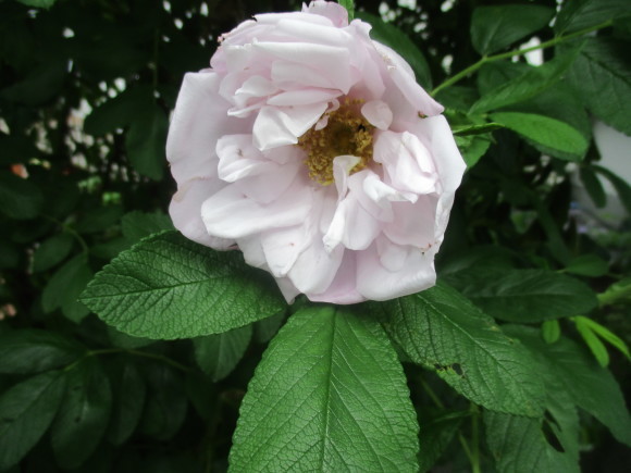 薔薇が少しづつ咲きだした~(^^♪_a0279743_11544552.jpg