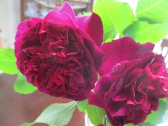 薔薇が少しづつ咲きだした~(^^♪_a0279743_12555717.jpg