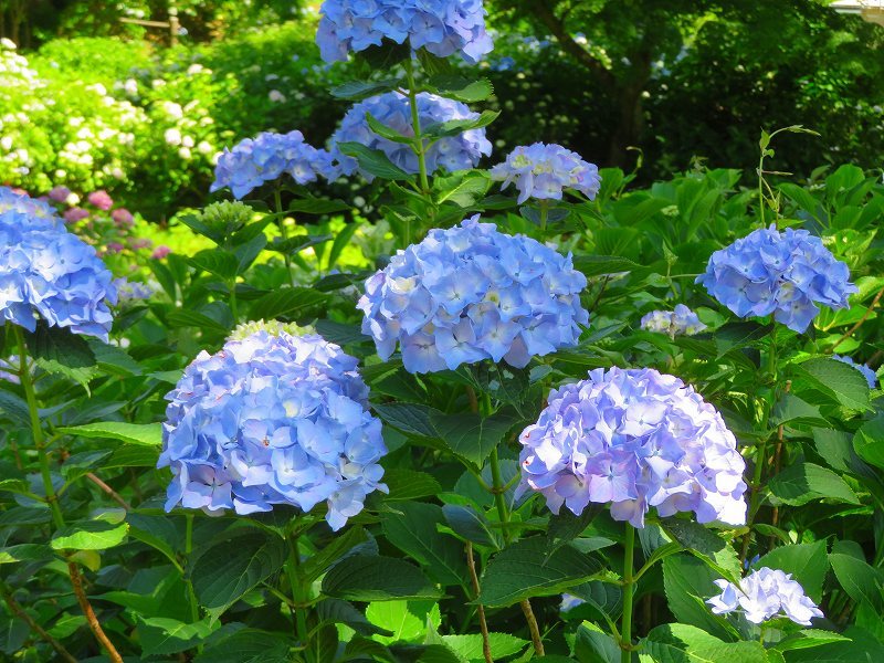 舞鶴自然文化園の アジサイ園 の花 0617 ヒストリカル シェア 京都中心の四季 歴史 祭 舞鶴自然文化園の アジサイ園 の花 0617 ヒストリカル シェア 京都中心の四季 歴史 祭