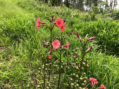 わらび採り_f0019247_2257680.jpg