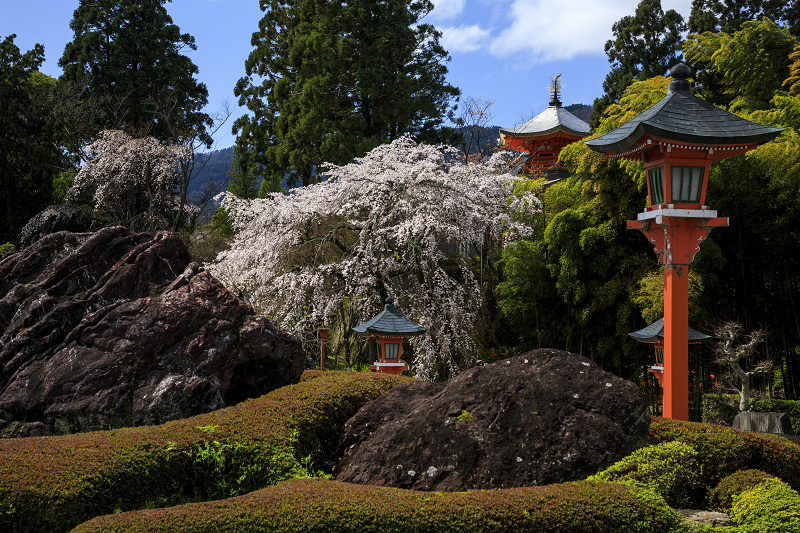 桜咲く京都 西山 正法寺の枝垂れ桜 花景色 K W C Photoblog