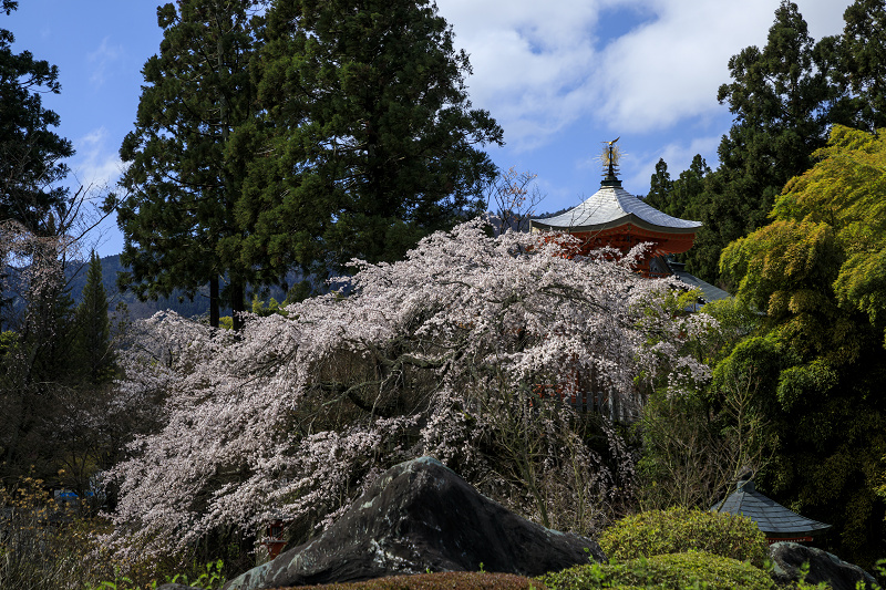 2020桜咲く京都 西山 正法寺の枝垂れ桜_f0155048_23274796.jpg