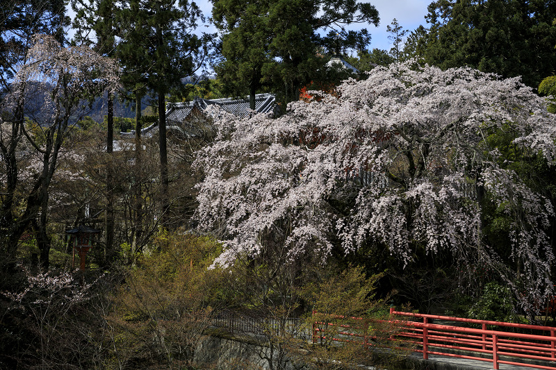 2020桜咲く京都 西山 正法寺の枝垂れ桜_f0155048_23285238.jpg