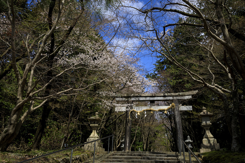 2020桜咲く京都 西山 正法寺の枝垂れ桜_f0155048_23294579.jpg