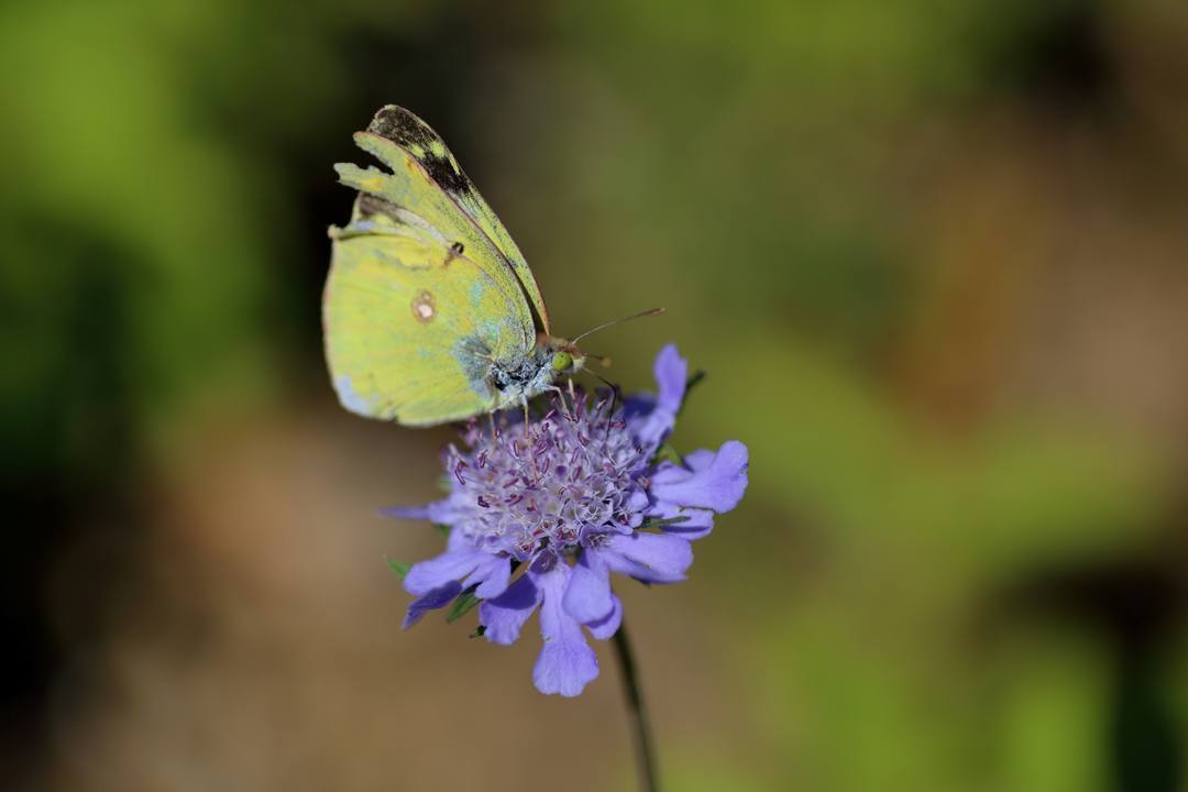 白山高山植物園・後編_e0403850_13461401.jpg