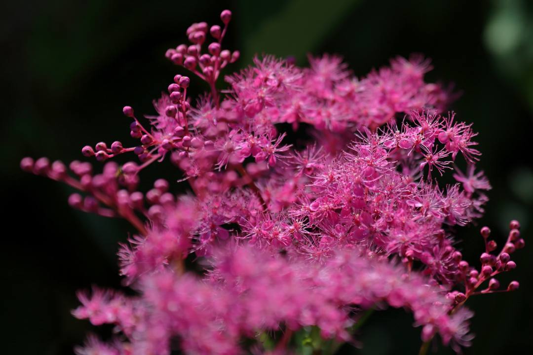 白山高山植物園・後編_e0403850_13465780.jpg
