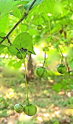 #ニシキギ科 #果実 #木の花 『吊花』　Euonymus oxyphyllus._f0238961_13253113.jpg