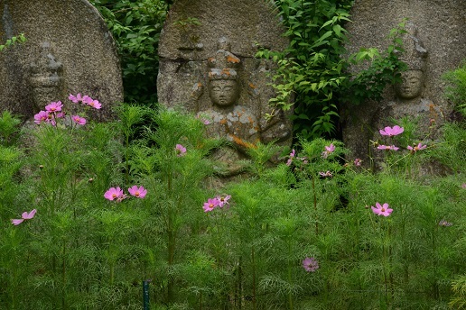 コスモスとアジサイのお寺　　　般若寺_c0303868_13550280.jpg