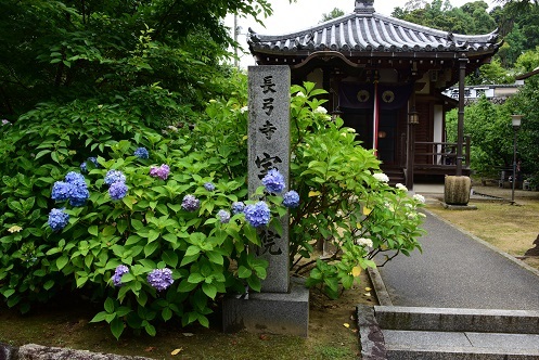 コスモスとアジサイのお寺　　　般若寺_c0303868_13591727.jpg