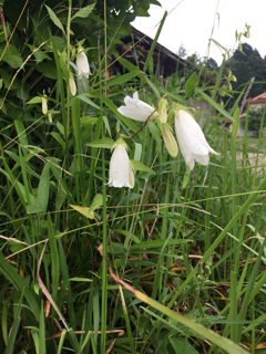 梅雨の晴れ間に_f0363168_09104052.png