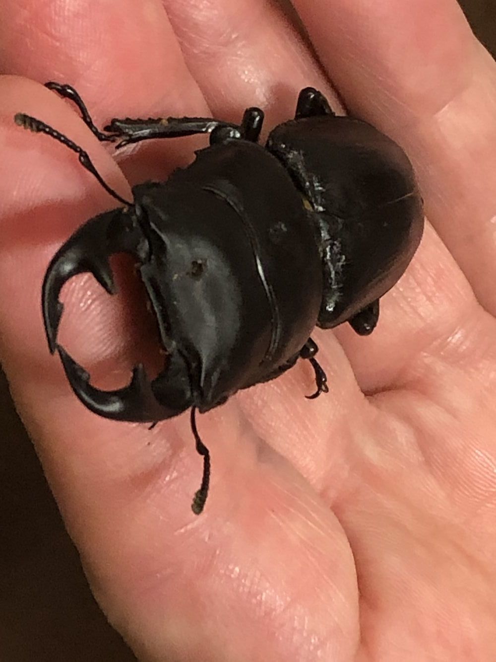 オオクワガタ捕獲_c0234975_13015925.jpg
