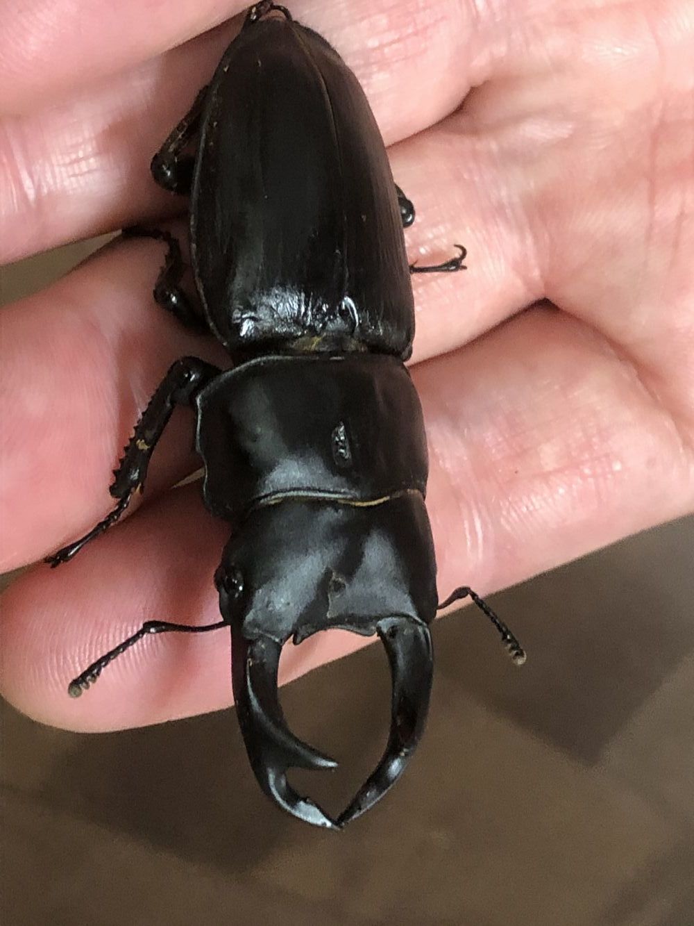 オオクワガタ捕獲_c0234975_13021265.jpg