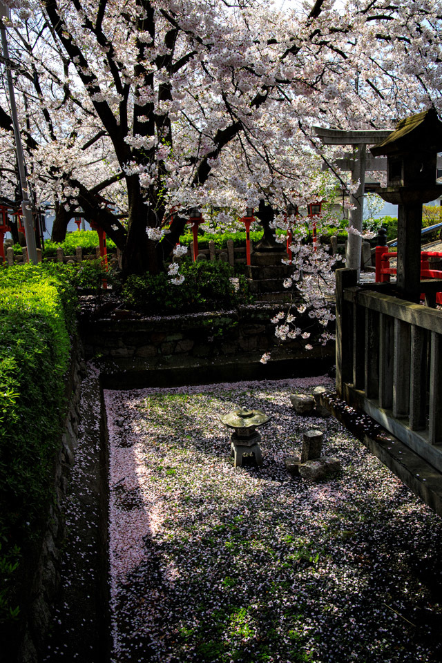 ２０２０　桜！    ～六孫王神社～_b0128581_20373924.jpg