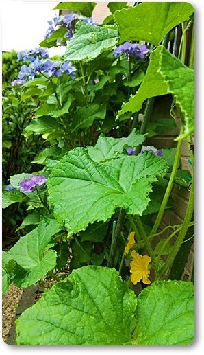 キュウリの育て方 山野草に癒されて