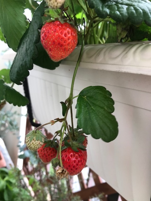 頑張るイチゴ_f0204295_16482117.jpg