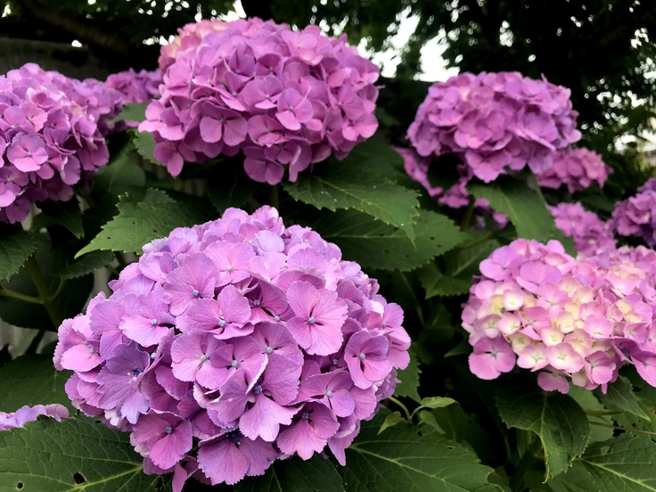 雨と紫陽花とテレワーク_c0212604_644720.jpg