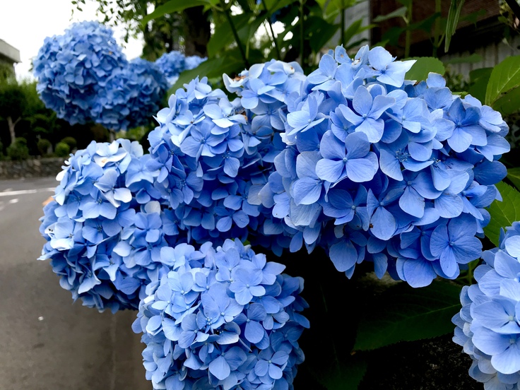 雨と紫陽花とテレワーク_c0212604_651113.jpg