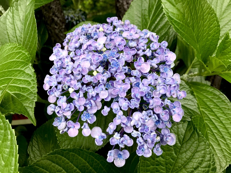 雨と紫陽花とテレワーク_c0212604_654589.jpg