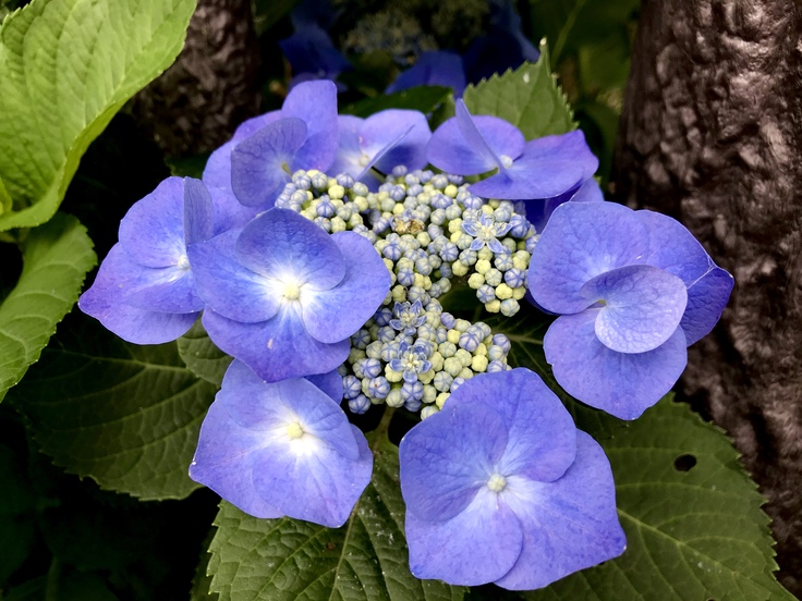 雨と紫陽花とテレワーク_c0212604_661714.jpg