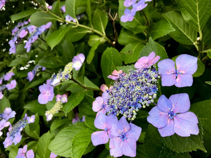 雨と紫陽花とテレワーク_c0212604_67201.jpg