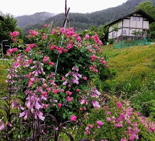 雨に咲く花 うばゆり日記 ｎｅｗ