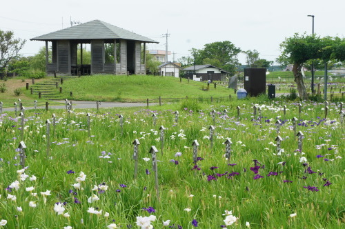 【水郷佐原　あやめパークに行ってきました】_f0215714_15082169.jpg