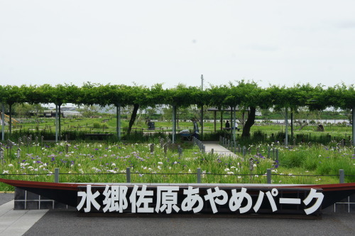 【水郷佐原 あやめパークに行ってきました】_f0215714_15085607.jpg