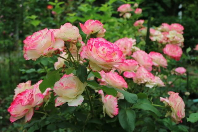 夏の花が咲いて来ました～♪_e0397815_00344910.jpg