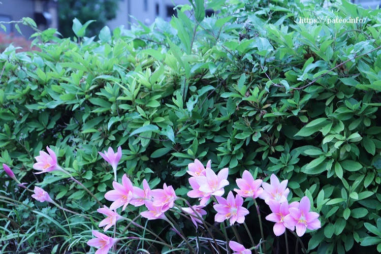 月歴卯月、色とりどりの花が美しい時？_a0214329_11072307.jpg