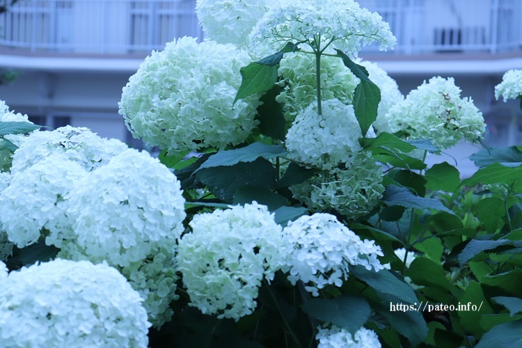 月歴卯月、色とりどりの花が美しい時？_a0214329_11132410.jpg