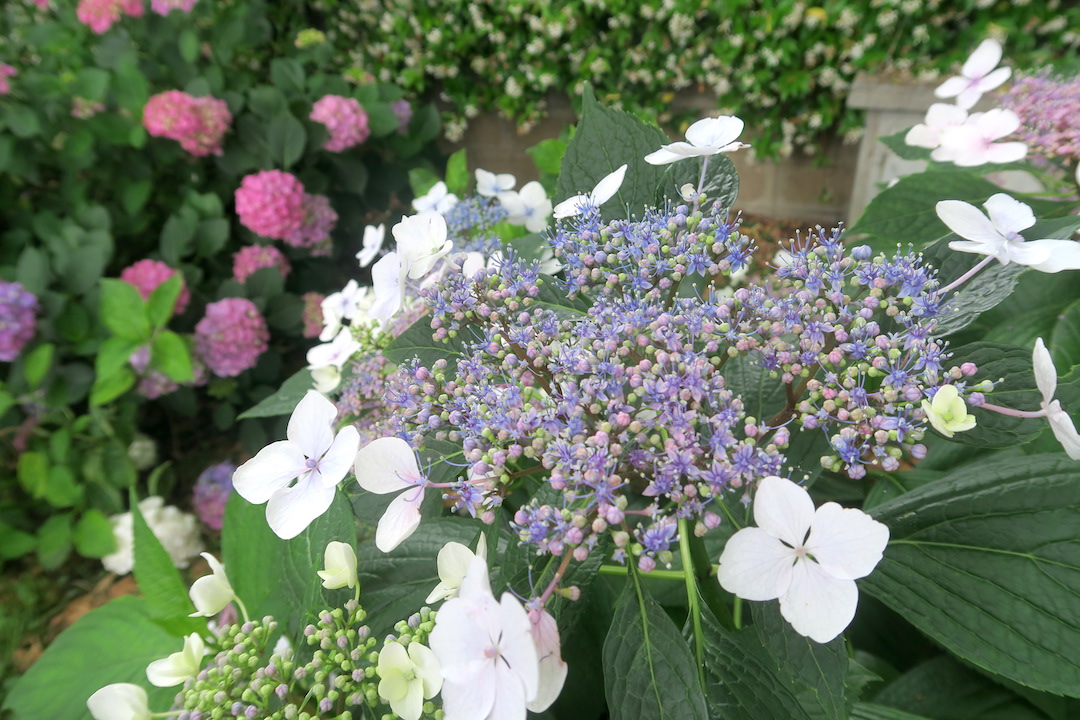 紫陽花の町と湖ボルセーナ_f0234936_6175484.jpg