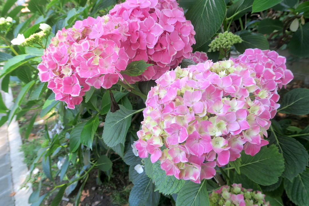 紫陽花の町と湖ボルセーナ_f0234936_6404753.jpg