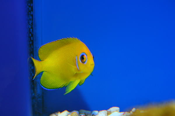 明日も海水魚の入荷 アクアタイムズエアー 海水魚 サンゴのブログ