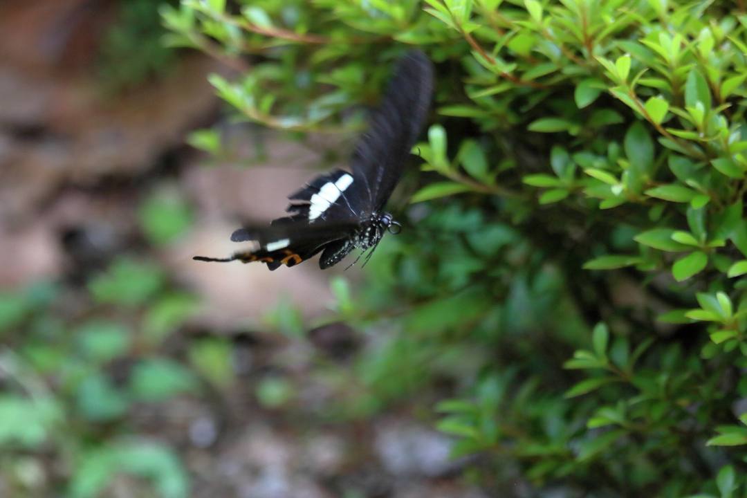 モンキアゲハ_e0403850_20192033.jpg